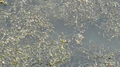 Seaweed shown floating on the surface of the sea Stock Footage 49640252