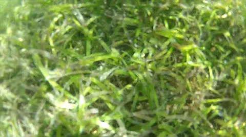 Seaweed slide 2, 50% Stock Footage 24306079