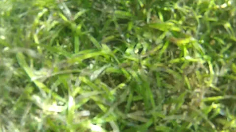 Seaweed slide 2, 50 -st Stock Footage 24581313