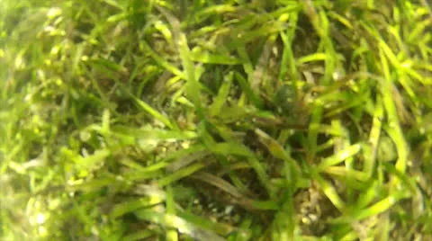 Seaweed slide, 50% Stock Footage 24306638
