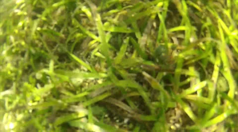Seaweed slide, 50 -st Stock Footage 24581321