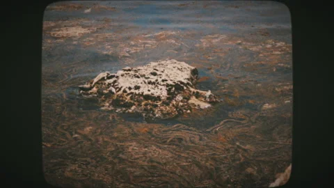 Seaweed on a stone in the ocean in Point Lobos State Natural Reserve, Califor Stock Footage 136731882