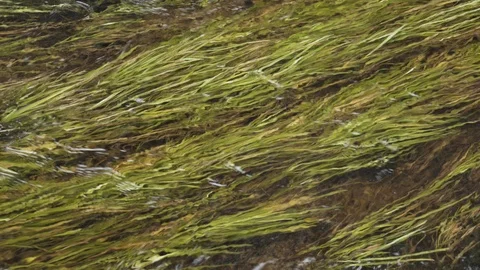 Seaweed in stream 4K Video stock 85539160