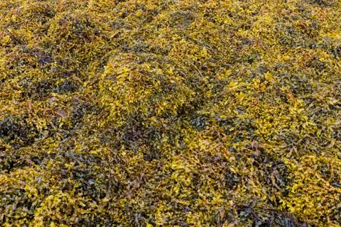 Seaweed Structure on Rocks Stock Photos