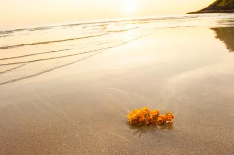Seaweed on the sunset beach. Stock Photos