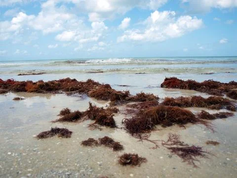 Seaweed in surf Stock Photos