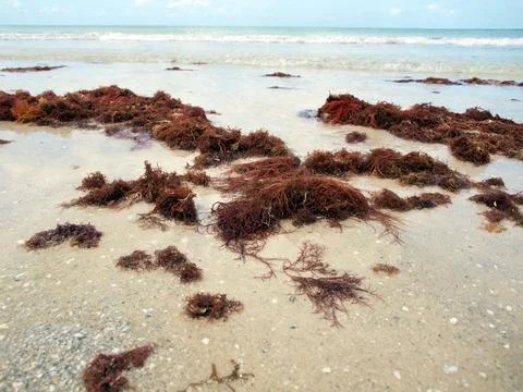 Seaweed in surf Stock Photos