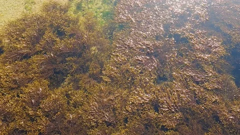 Seaweed on surface of sea 스톡 동영상 164624399