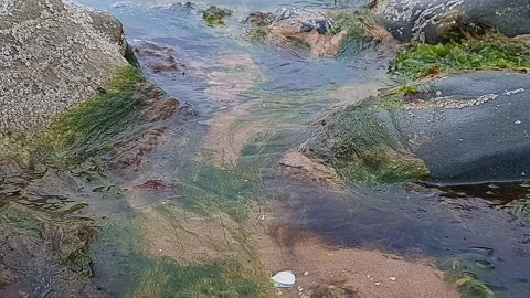 Seaweed swaying gently in the current of a beach stream Stock Footage 202068297