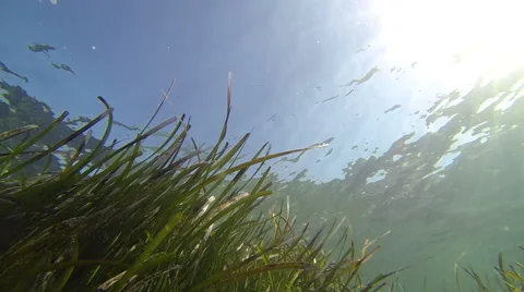 Seaweed swaying on sea bottom Stock Footage