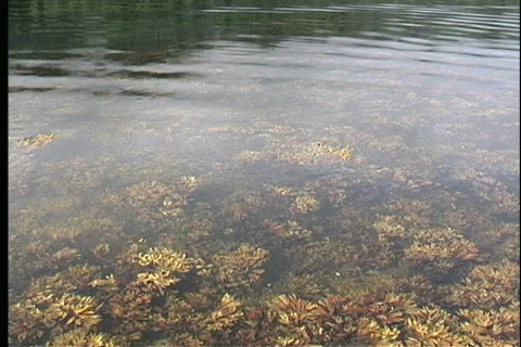 Seaweed swaying under water Stock Footage 466192