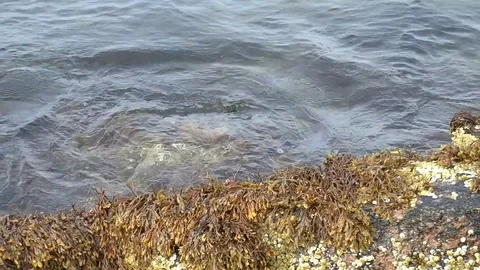 Seaweed swaying on the waves. Stock Footage 73683301