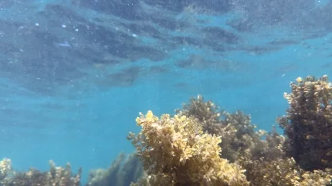 Seaweed sways underwater in ocean currents as sunlight passes through clear blue 스톡 동영상 341408345