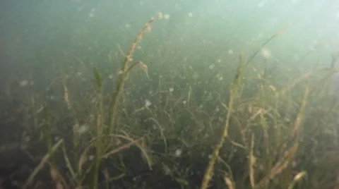 Seaweed Swim Stock Footage 57720047