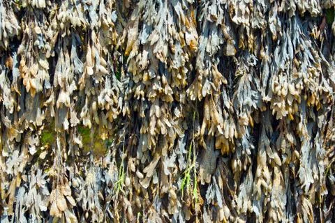 Seaweed Texture 写真素材