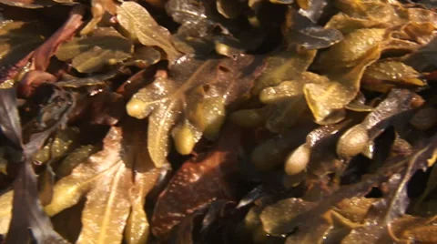 Seaweed tracking shot close up right to left background Vidéo 39952261