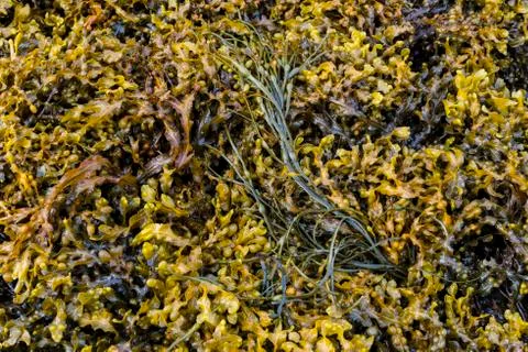 Seaweed Two Structures Stock Photos