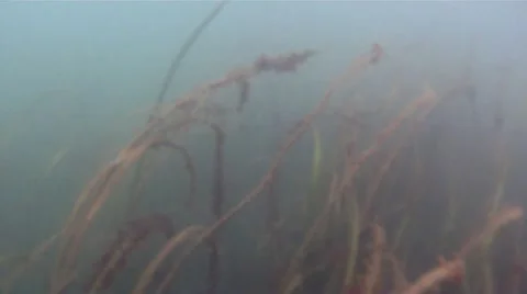 Seaweed Under Water Stock Footage 11870506