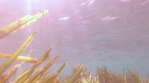 Seaweed Underwater Fish Stock Footage 157903001