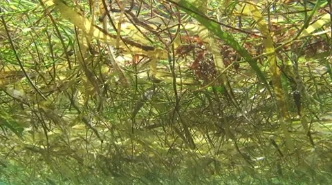 Seaweed Underwater Stock Footage 7138418