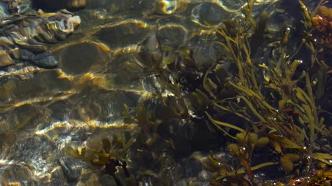 Seaweed underwater Video stock 160355061