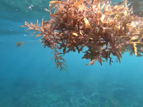 Seaweed Underwater 動画素材 165015326