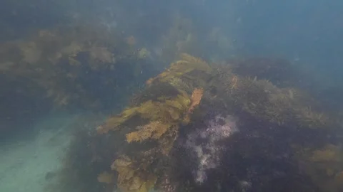 Seaweed underwater Video stock 258502084