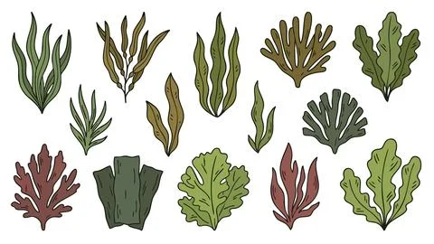 Seaweed Vector Set Stock Illustration