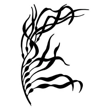 Seaweed vector silhouette. Hand drawn illustration of Algae in outline style Stock Illustration