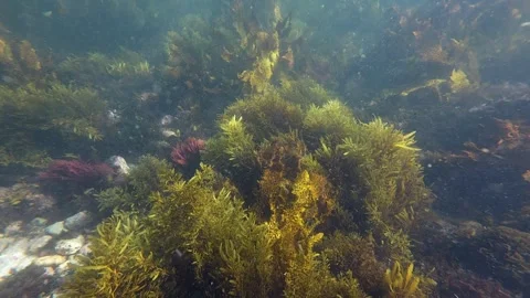 Seaweed view underwater Stock Footage 250431833