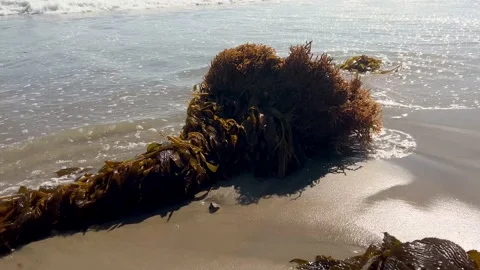 Seaweed washed onto beach Stock-Footage 200020975
