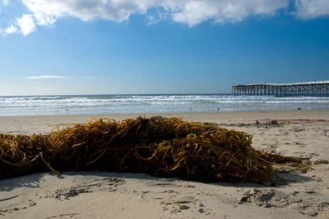 Seaweed Washed on Beach Stock Photos