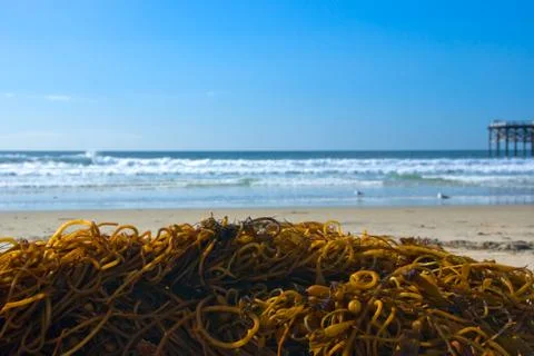 Seaweed Washed on Beach Stock Photos