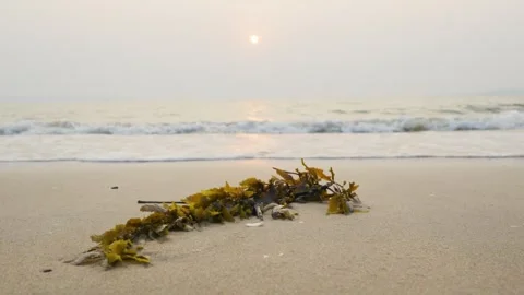 Seaweed washed out of the beach Stock Footage 242568246