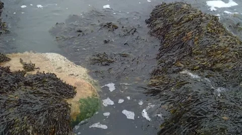 Seaweed Washing In On The Tide Vídeo Stock 8549384