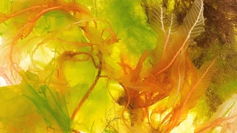 Seaweed in Water Stock Footage 102722458
