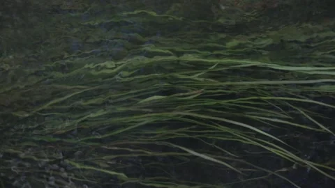 Seaweed in water Stock Footage 155112507
