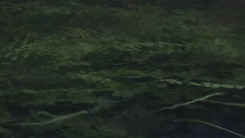 Seaweed in water Stock Footage 155113400