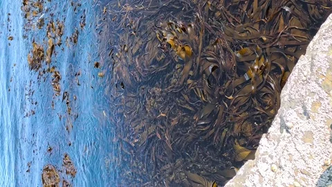 Seaweed in water 스톡 동영상 313191695