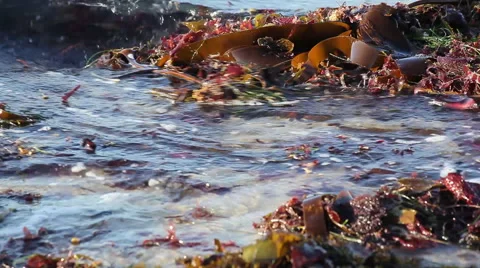 Seaweed waves 3 库存影片 60830072
