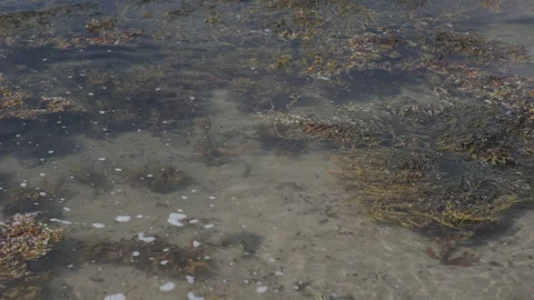 Seaweed waving due to the waves Stock Footage 232582160