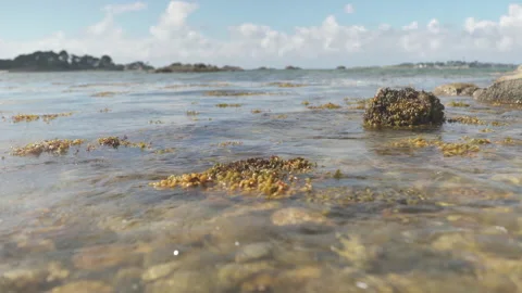 Seaweed waving due to the waves Stock Footage 232582364