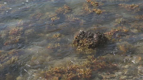 Seaweed waving due to the waves Stock Footage 232582870