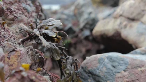 Seaweed in the wind close-up Stock Footage 43401941