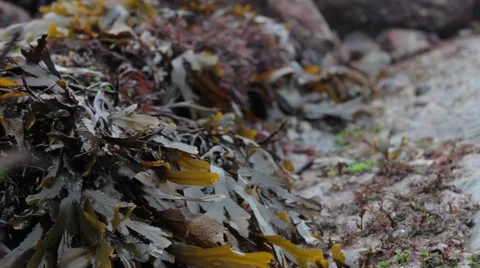 Seaweed in the wind Stock Footage 43402752