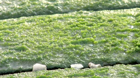 Seaweed on wood fix frame Video stock 33332697