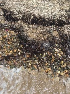 Seaweeds on a beach Stock Photos