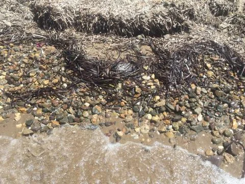 Seaweeds on a beach Stock Photos