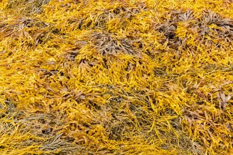 Seaweeds on the beach Stock Photos