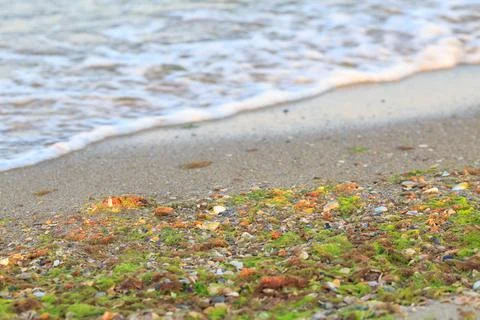 Seaweeds on the beach with waves Stock Photos